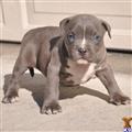 Puppies for Sale